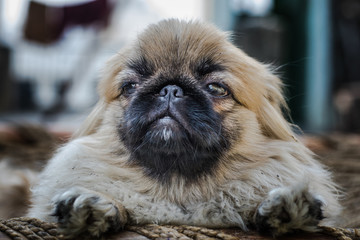 Face of Pekingese or lion dog