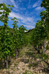Fototapeta na wymiar Path in a middle of French wineyard in Rhone Vallee region.