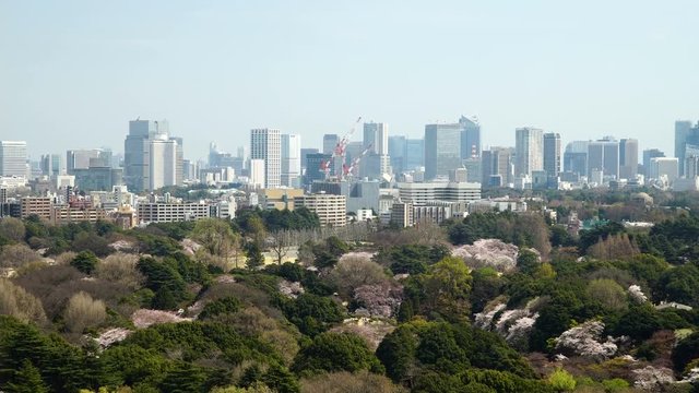 東京の桜　新宿御苑と高層ビル群