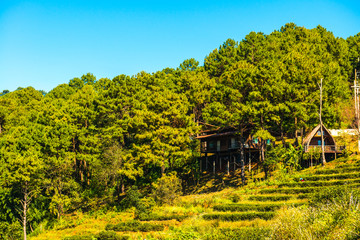Landscape View at Tea Plantation 2000