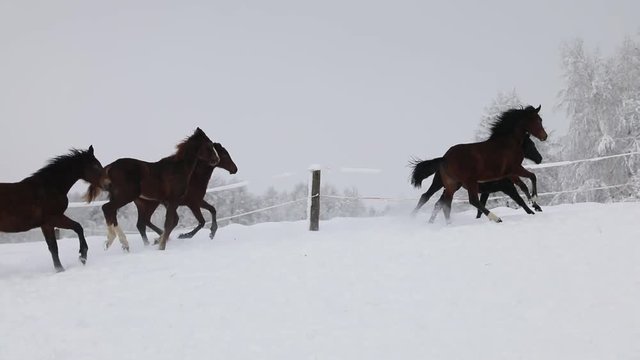 Foals are running on the snowy meadow in cold winter