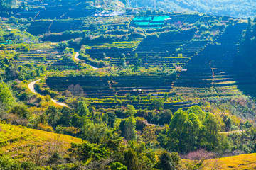 Landscape View at Tea Plantation 2000