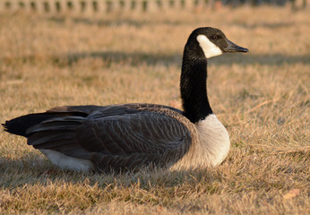 Canada goose resting
