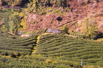 Landscape View at Tea Plantation 2000