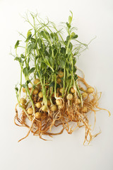 Micro greens top view isolated at white