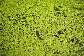 Duckweed on the surface of the water