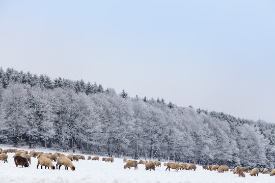 Eintr&auml;chtig grasende Schafherde in wundersch&ouml;ner Winterlandschaft im Sauerland