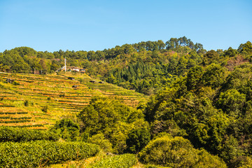 Landscape View at Tea Plantation 2000