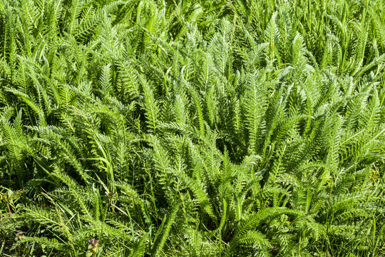 Achillea millefolia spring shoots and leaves of a young plant