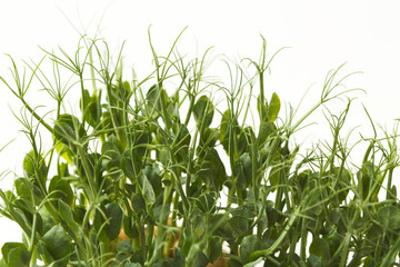 Organic growing micro greens closeup