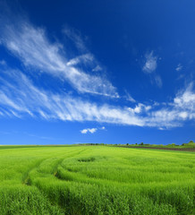Naklejka premium green wheat field