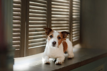 Jack Russell Terrier on the window sill