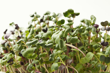 Organic growing micro greens closeup