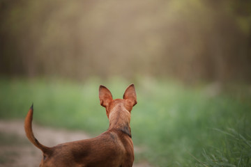 Russian toy Terrier in the nature