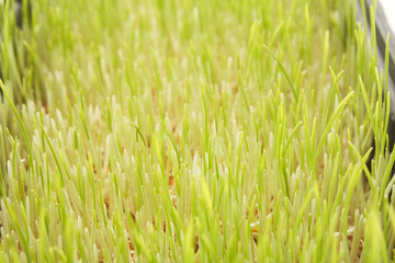 Organic growing micro greens closeup