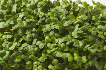Organic growing micro greens closeup
