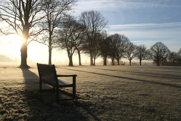 Fototapeta na wymiar Line of trees on a frosty winter morning, Shalford, Essex