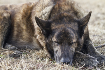 Dutch Shepherd Dog Sleeping closeup 