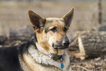 German Shepherd Dog Portrait face three quarter view
