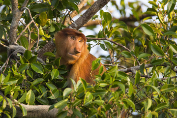 Orangutan in the wild © Mark