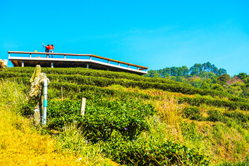 Landscape View at Tea Plantation 2000