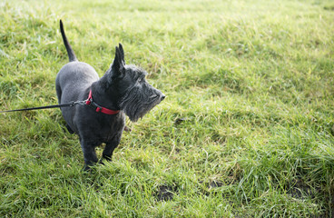 Cute black Scottish terrier in the park, taken with copy space  