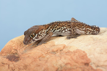 Ocelot Gecko (Paroedura pictus)/Madagascar Ground Gecko basking on rock
