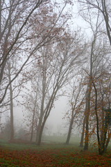 An autumn, foggy day in the park