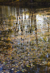 Trees and water in autumn