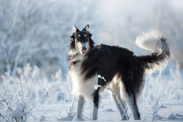 Black and white hunting dog stands in the snow and lick pink tongue on the white and blue winter background