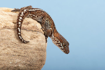 Fototapeta premium Ocelot Gecko (Paroedura pictus)/Madagascar Ground Gecko basking on rock