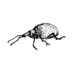 Heteroptera Icon