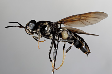 dasypogon des dunes présenté en macro