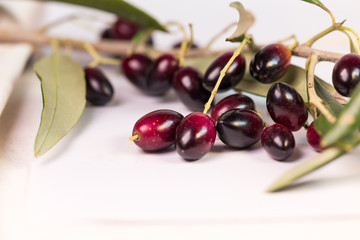 olives ripe  leaf ripe leaves isolated in white background