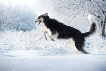 Fototapeta na wymiar Black and white hunting dog jumps above the brunches in the snow on the white winter background