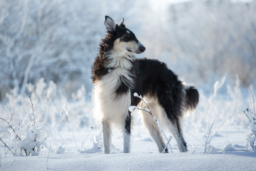 Black and white hunting dog stands in the snow on the white and blue winter background