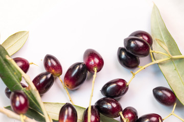 olives ripe  leaf ripe leaves isolated in white background