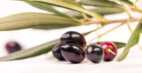 olives ripe  leaf ripe leaves isolated in white background