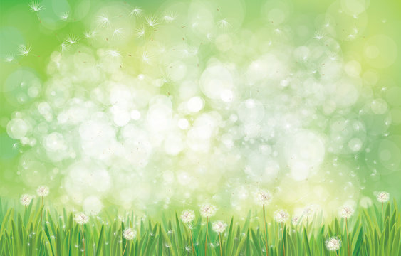 Vector spring  nature  background,  dandelions field on green bokeh background.