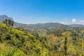 Landscape in the Central Province Sri Lanka. Due to the soil fertility and the temperate climate, in the highlands, the widespread growing of tea, vegetables, fruit and flowers is usually