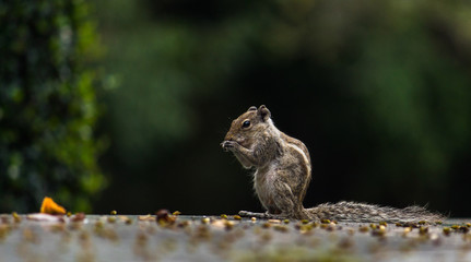 indian palm squirrel