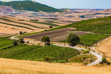 Campagne e vitigni attorno a Custonaci
