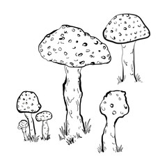 Mushroom isolated on white background