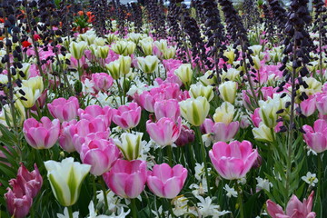 farbenfrohe Blumenlandschaft
