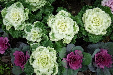 Multicolor decorative cabbage in blossom - Fresh cabbage growing in the garden.