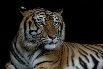 Fototapeta na wymiar Close-up bengal tiger and black background.