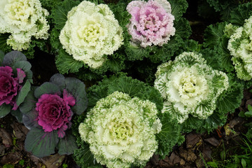 Obraz na płótnie Canvas Multicolor decorative cabbage in blossom - Fresh cabbage growing in the garden.