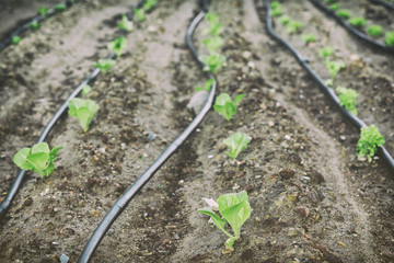 Small Agricultural Field