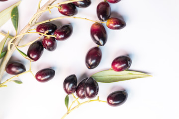 olives ripe  leaf ripe leaves isolated in white background