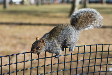 Squirrel close up eating cute